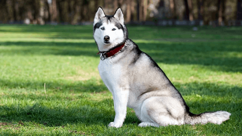 best cbd for dogs behavior