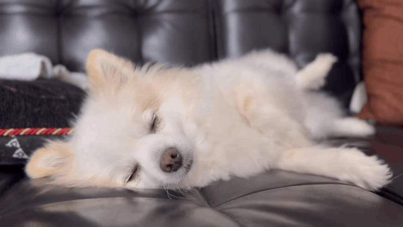 dog not eating after spay