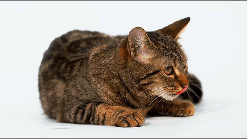 what is hair loss in cats
