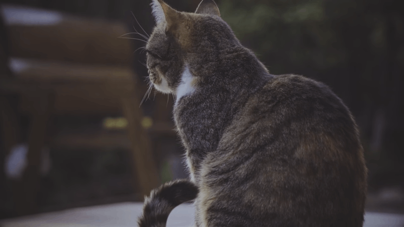 help cats with lethargy