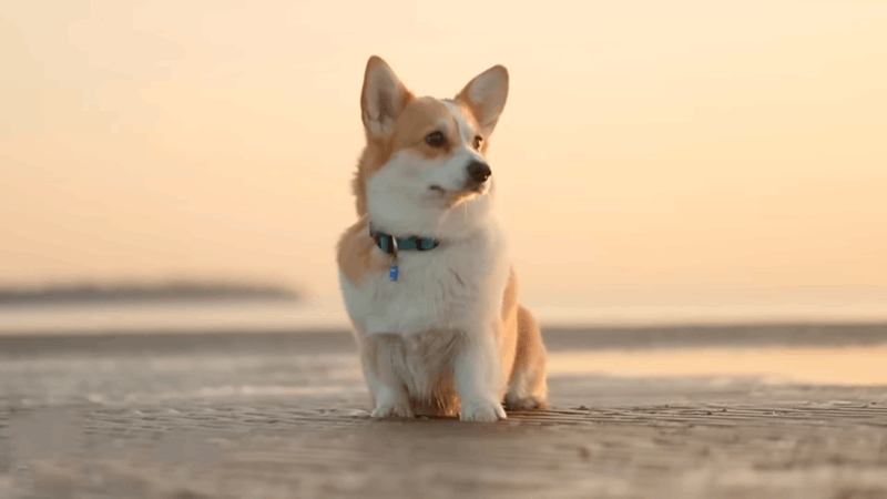causes of dogs behavior issues