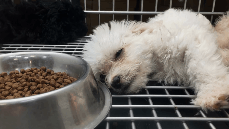 dog food for constipation