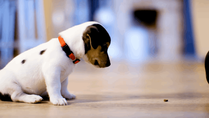 how to help dogs with bad behavior