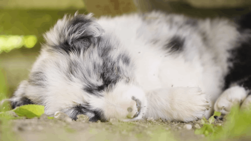CBD for scabies in dogs