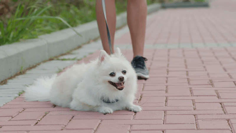 food for dog behavioral issues