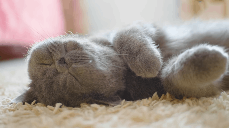 lyme disease in cats