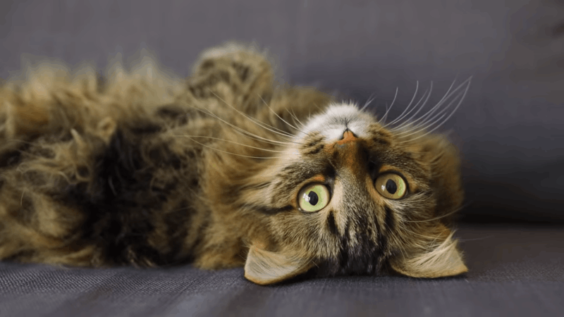 how can help cats with alopecia