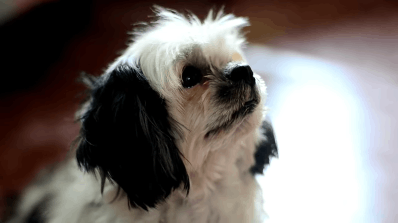 Scabies In Dogs Top Tips For Fast Relief And Recovery