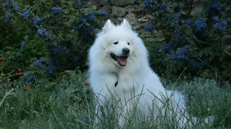 dog after spay and how to care