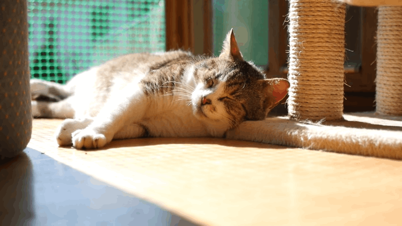 how to help lethargic cats
