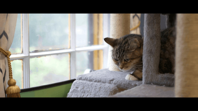 the symptoms of hair loss in cats