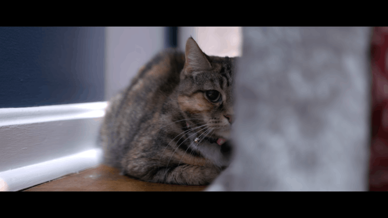 diet for preventing lethargy in cats