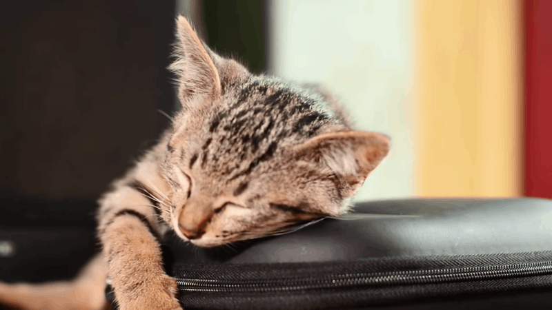 cats and lethargy