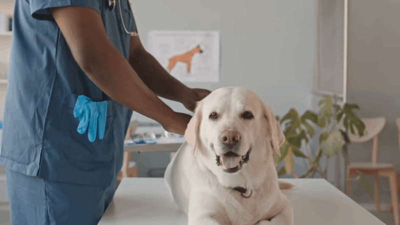 help dog after spaying