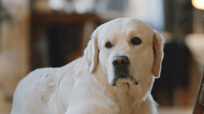 how is ptsd in dogs diagnosed