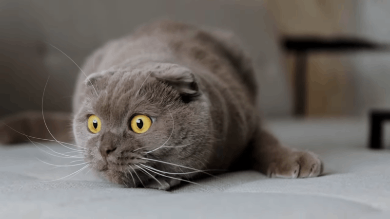 Signs of Kidney Disease in Cats