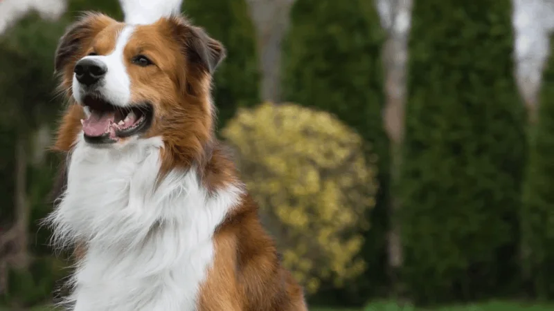 CBD oil for UTI in dogs