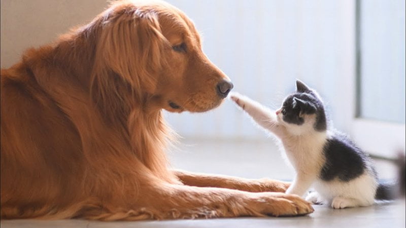 How Intelligence Affects Training and Behavior in Pets