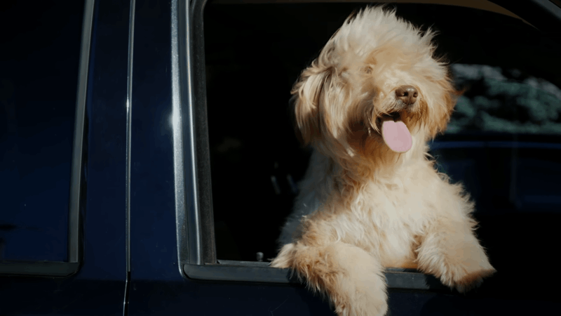 Understanding Dog Intelligence