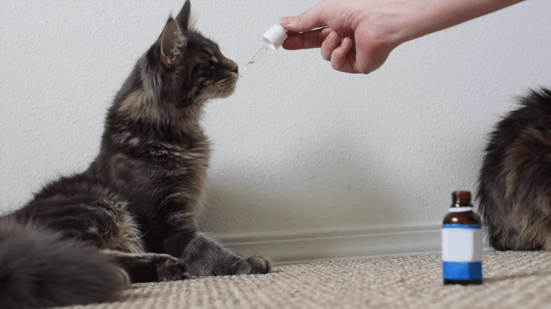 CBD oil for cats with kidney disease