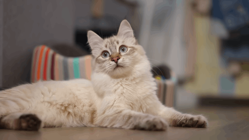 cbd oil for cats with lymphoma