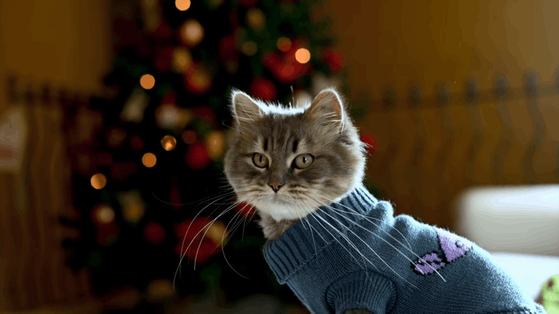 CBD for pancreatitis in cats