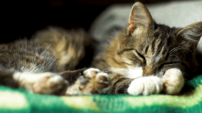 lymphoma in cats