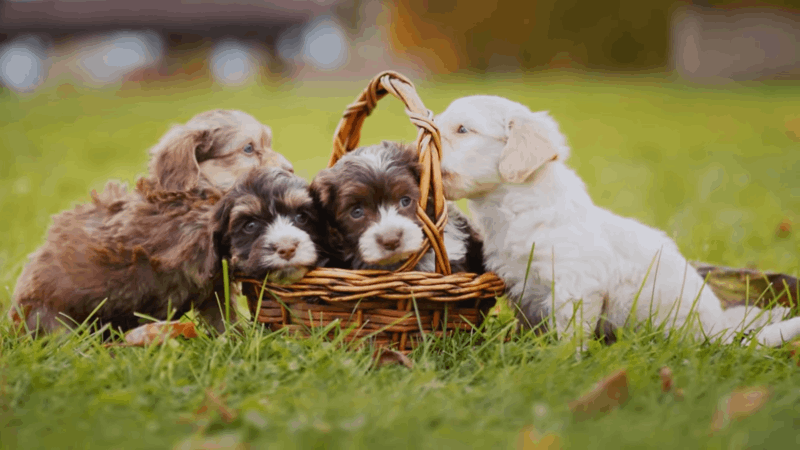 CBD oil for dog fatty tumor