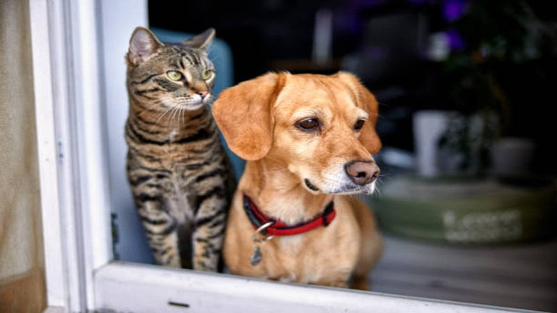 Understanding Pet Intelligence