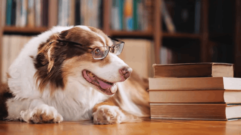 cbd for dogs with ptsd