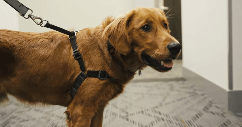 symptoms of urinary tract infection in dogs