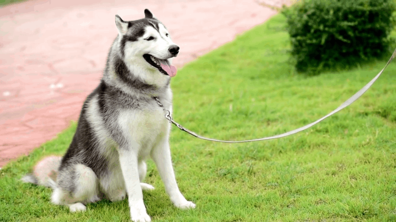 Can Cbd Oil Help Dogs With Laryngeal Paralysis