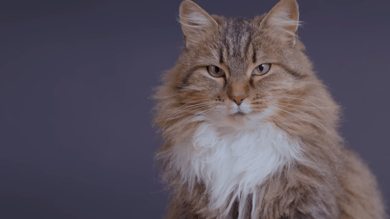 can cats have benadryl