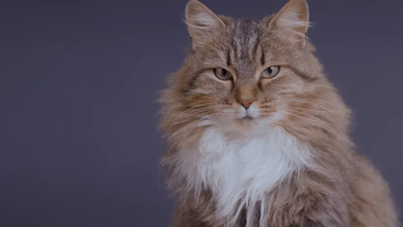 can cats have benadryl