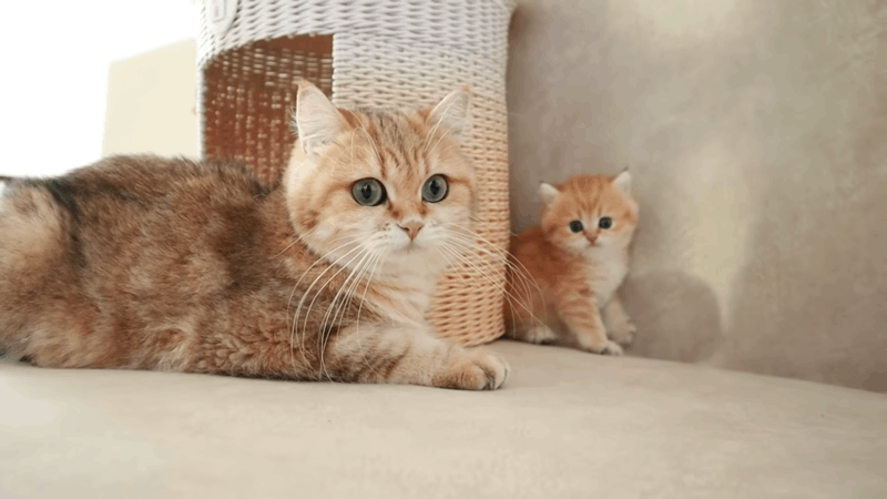 How to Treat Kidney Disease in Cats