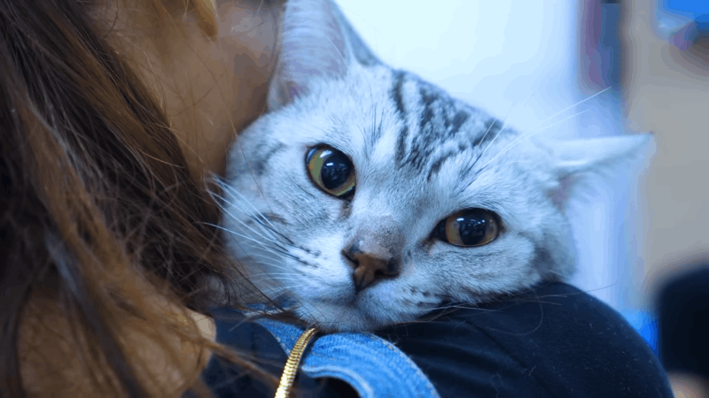 causes of pancreatitis in cats