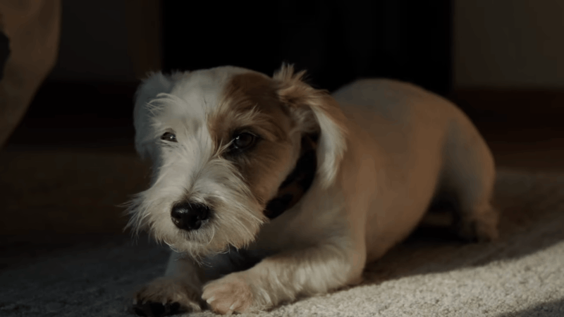 what is ptsd in dogs