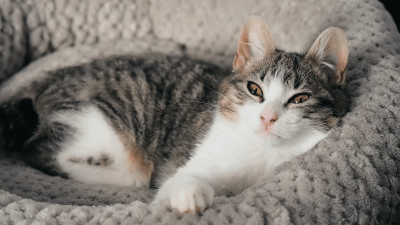 is benadryl safe for cats