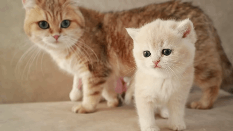 intelligence of cats