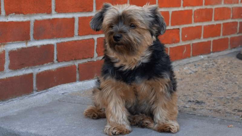 what is laryngeal paralysis in dogs