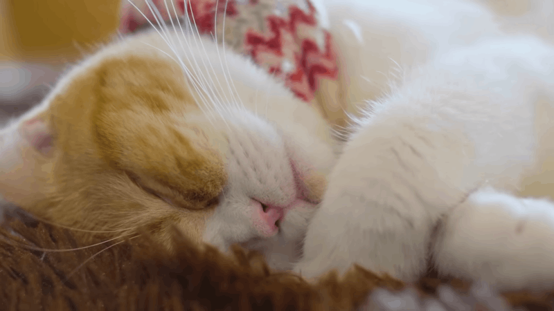 What is Kidney Disease in Cats