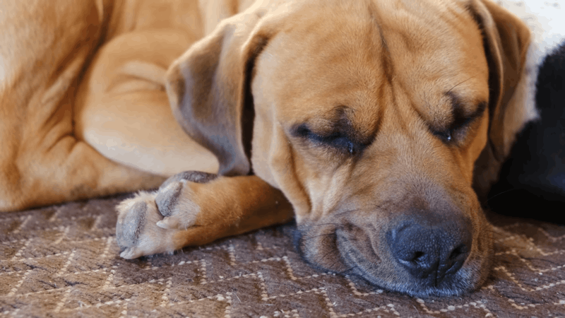 symptoms of laryngeal paralysis in dogs