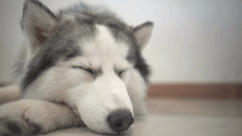 Fatty Tumor in Dogs