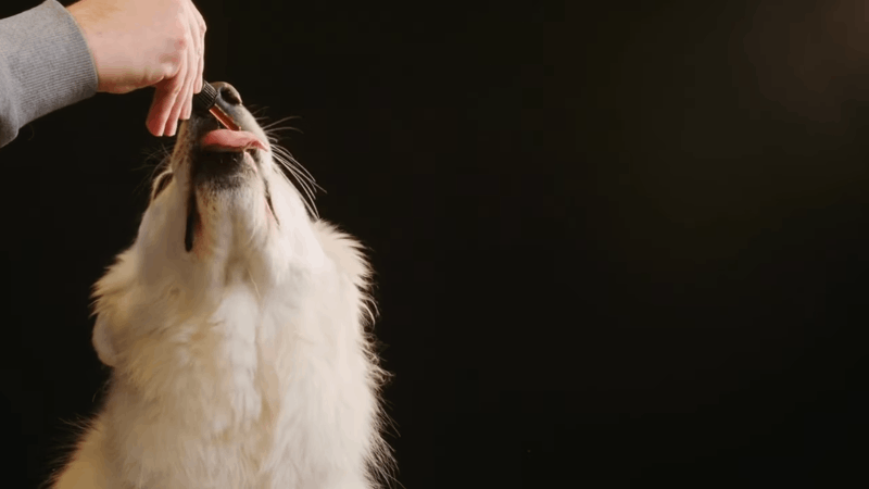 giving dogs with UTIs CBD oil
