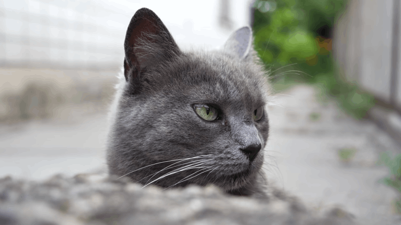 how to treat pancreatitis in cats