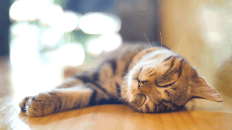 understanding pancreatitis in cats