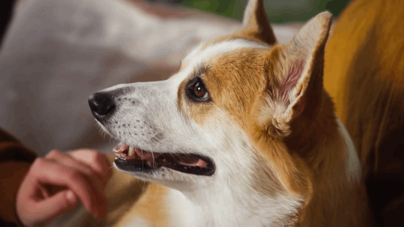 what causes fatty tumors in dogs