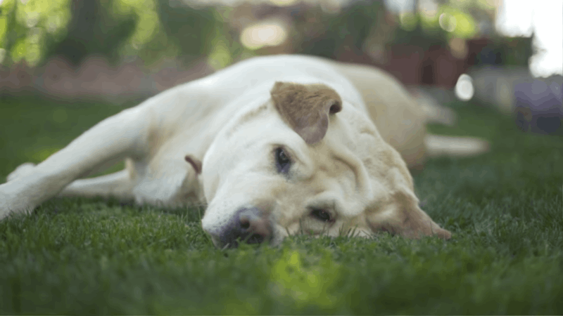 causes of laryngeal paralysis in dogs