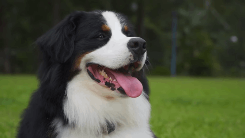 what is urinary tract infection in dogs