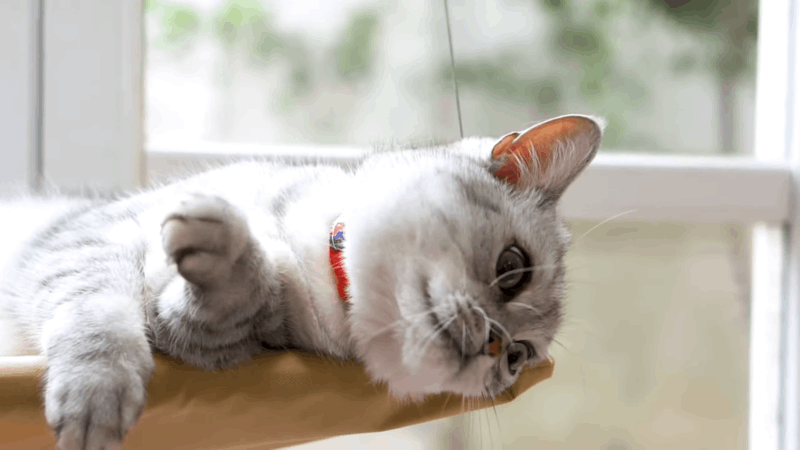 symptoms of lymphoma in cats